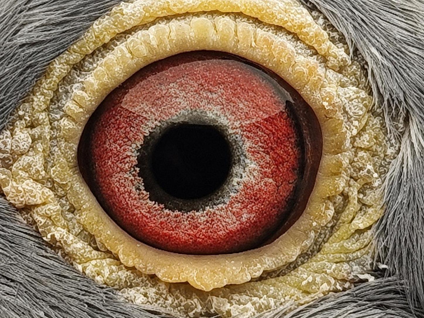 Pigeon eye